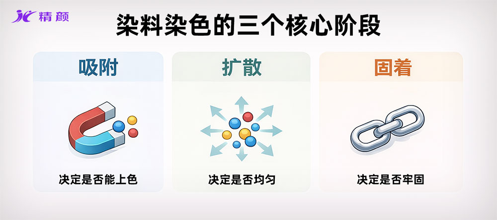 染料上色三階段示意圖:吸附、擴散與固著過程